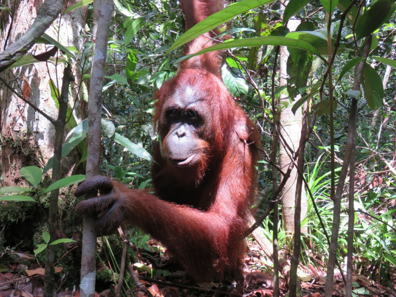 orangutan borneo tour