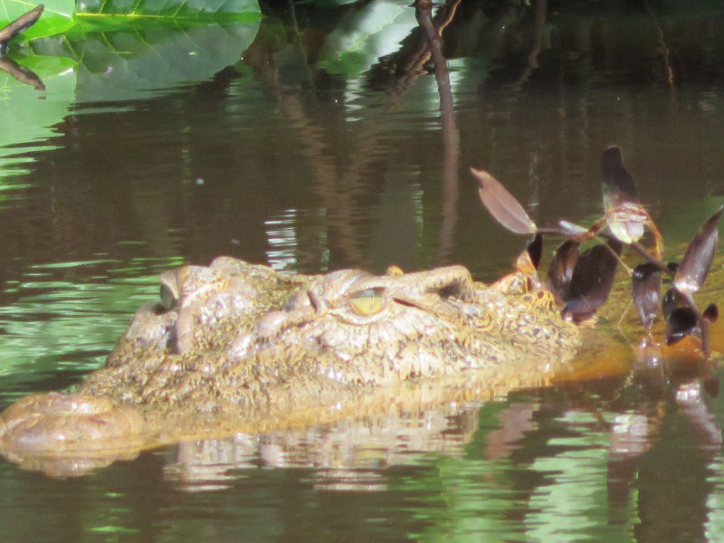 crocodile at tanjung puting national park