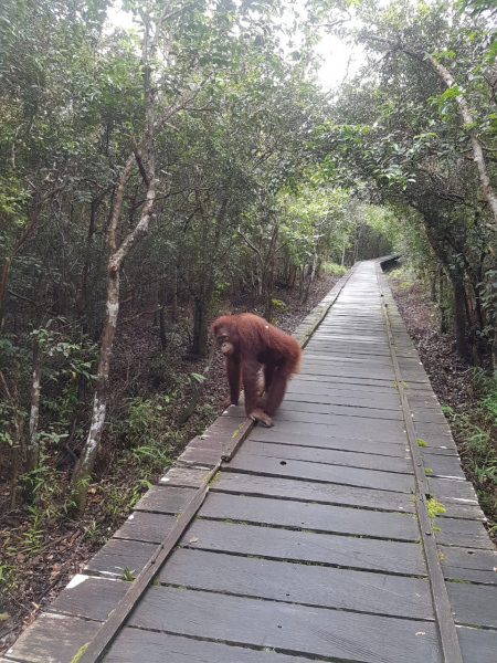 Orangutan at Pondok Tanggui