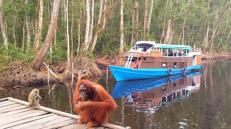 orangutan tour 5