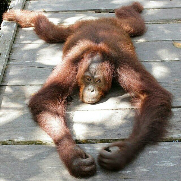 Lazy Orangutan