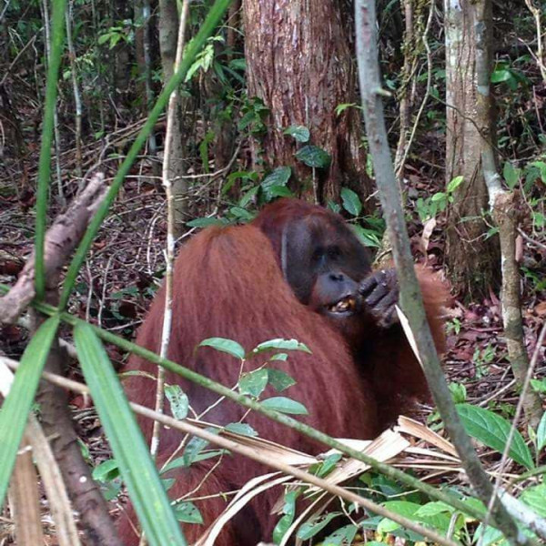 Orangutan Varada Borneo Tour