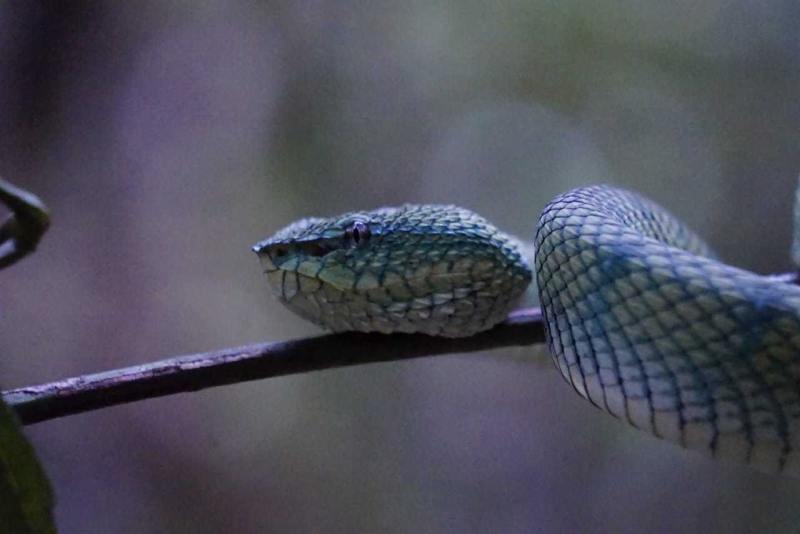 Tanjung Puting National Park