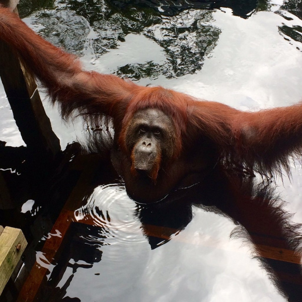 orangutan-tour-tanjung-puting-200