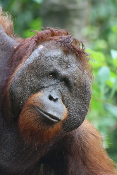 Male Orangutan