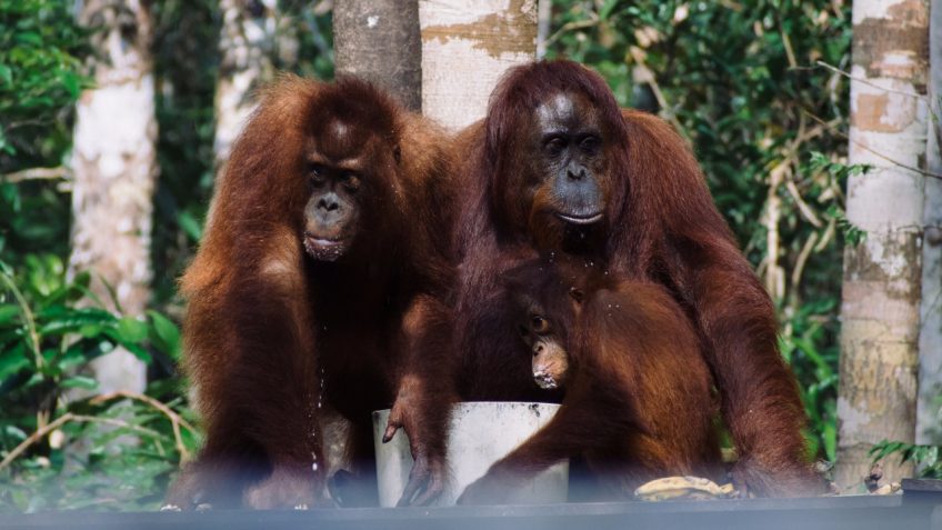 borneo orangutan