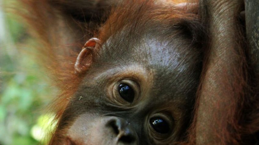 bornean orangutan