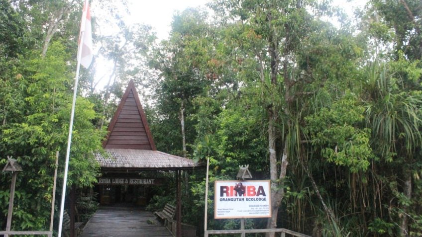 rimba lodge