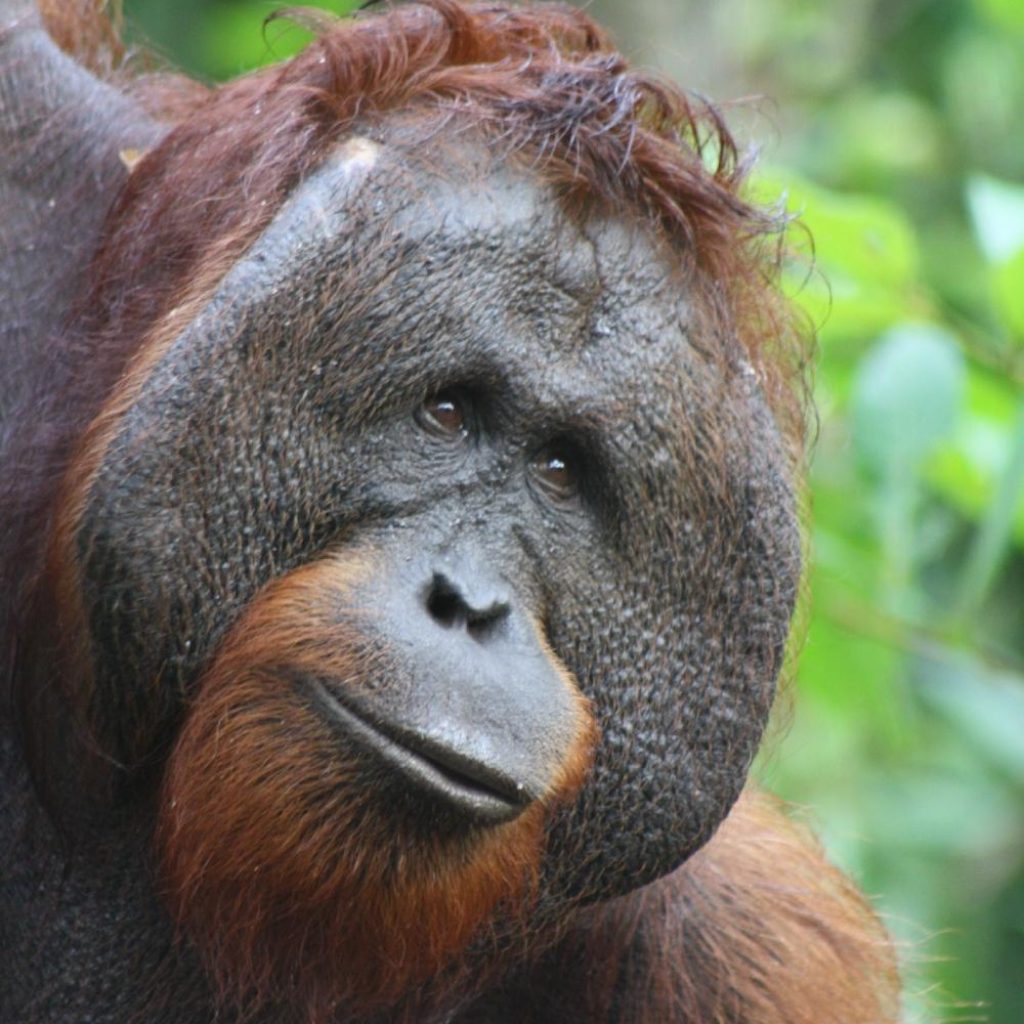 Orangutan tour in Tanjung Puting national park go by houseboat klotok ...